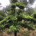 罗汉松盆景树桩花卉盆栽庭院绿植造型松树盆景