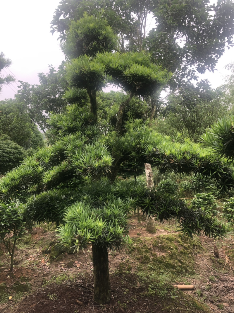罗汉松盆景树桩花卉盆栽庭院绿植造型松树盆景