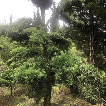 罗汉松盆景树桩花卉盆栽庭院绿植造型松树盆景