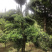 罗汉松盆景树桩花卉盆栽庭院绿植造型松树盆景