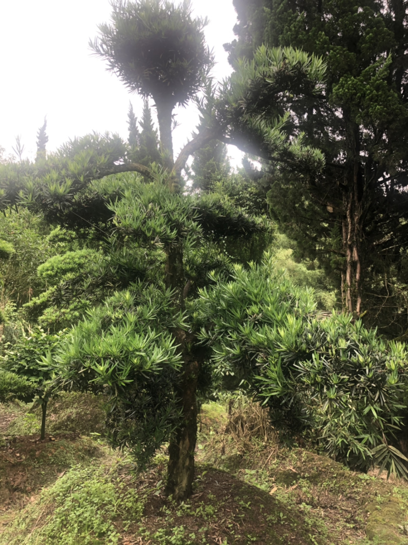 罗汉松盆景树桩花卉盆栽庭院绿植造型松树盆景
