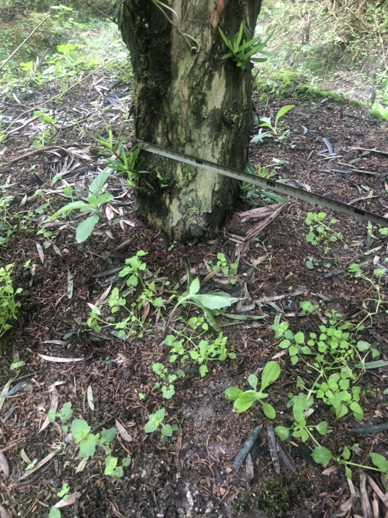 罗汉松盆景树桩花卉盆栽庭院绿植造型松树盆景
