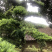 罗汉松盆景树桩花卉盆栽庭院绿植造型松树盆景