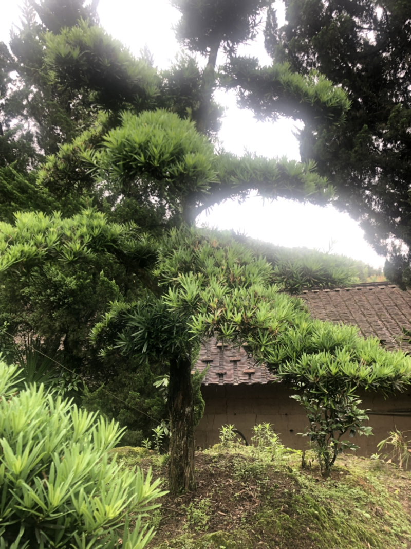 罗汉松盆景树桩花卉盆栽庭院绿植造型松树盆景