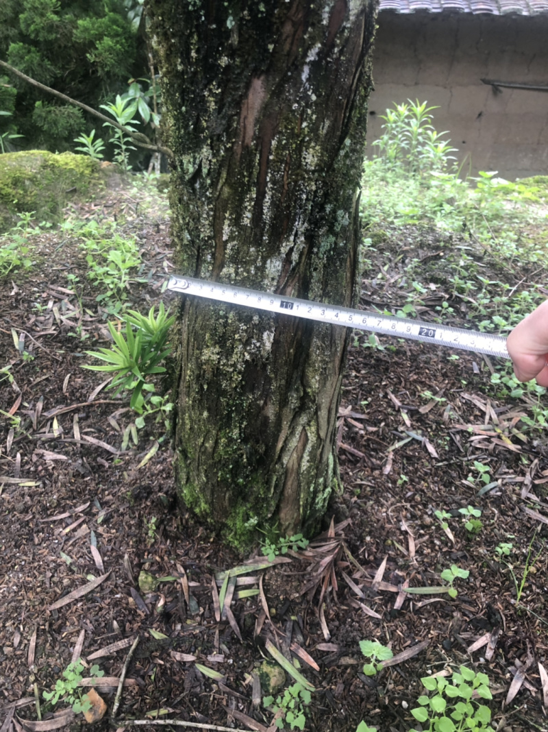 罗汉松盆景树桩花卉盆栽庭院绿植造型松树盆景
