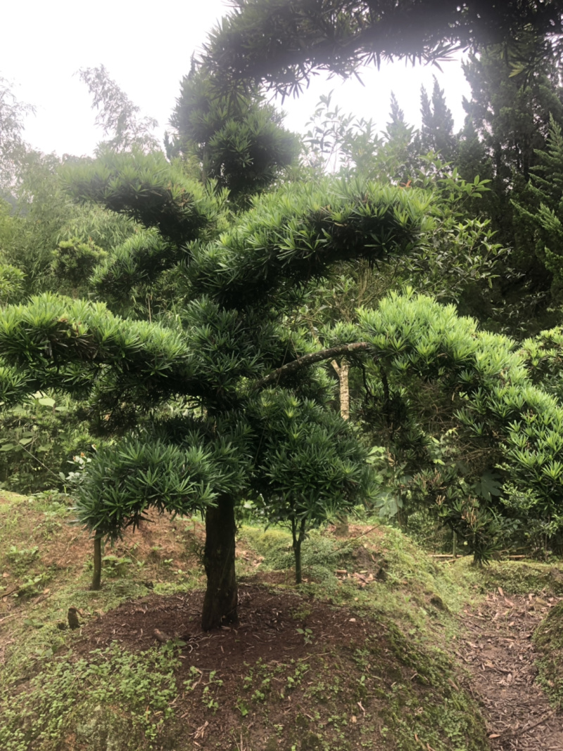 罗汉松盆景树桩花卉盆栽庭院绿植造型松树盆景