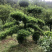 罗汉松盆景树桩花卉盆栽庭院绿植造型松树盆景