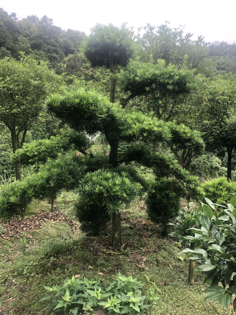 罗汉松盆景树桩花卉盆栽庭院绿植造型松树盆景
