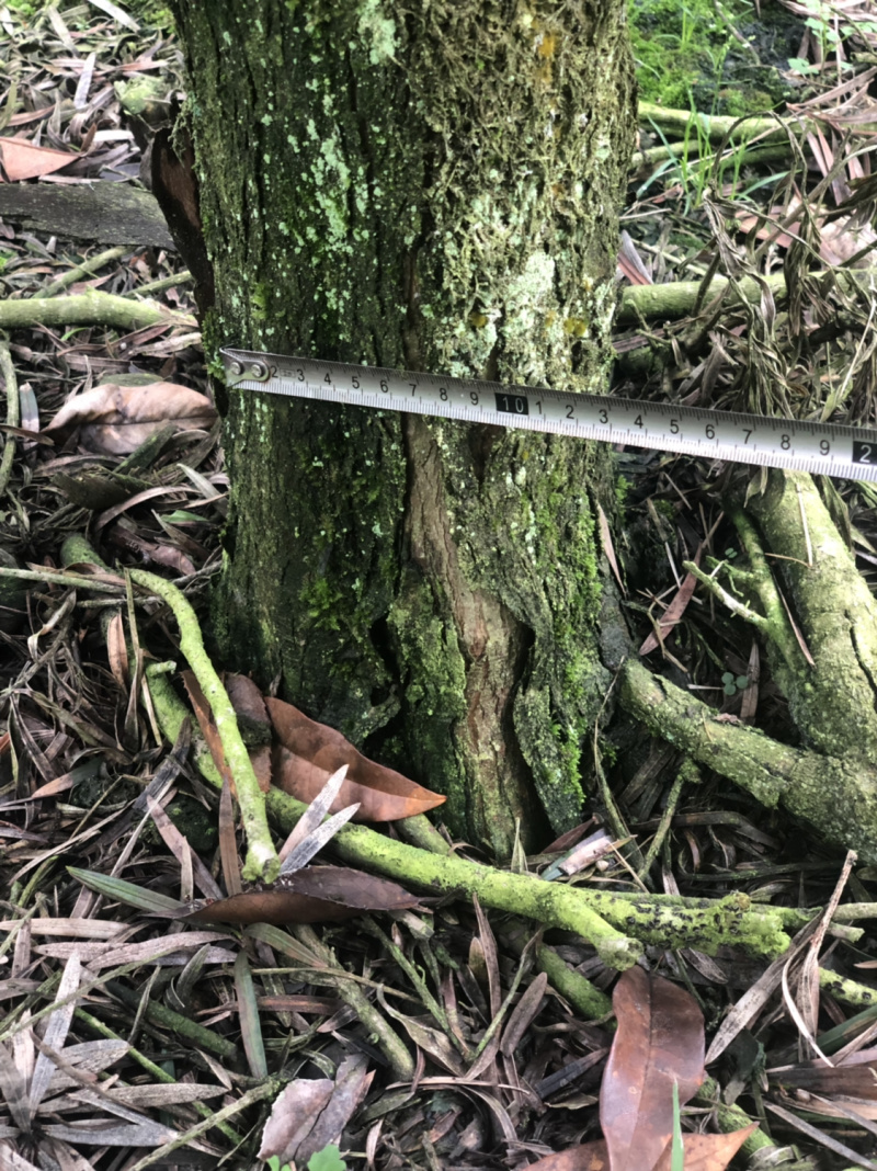 罗汉松盆景树桩花卉盆栽庭院绿植造型松树盆景