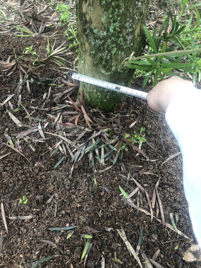 罗汉松盆景树桩花卉盆栽庭院绿植造型松树盆景