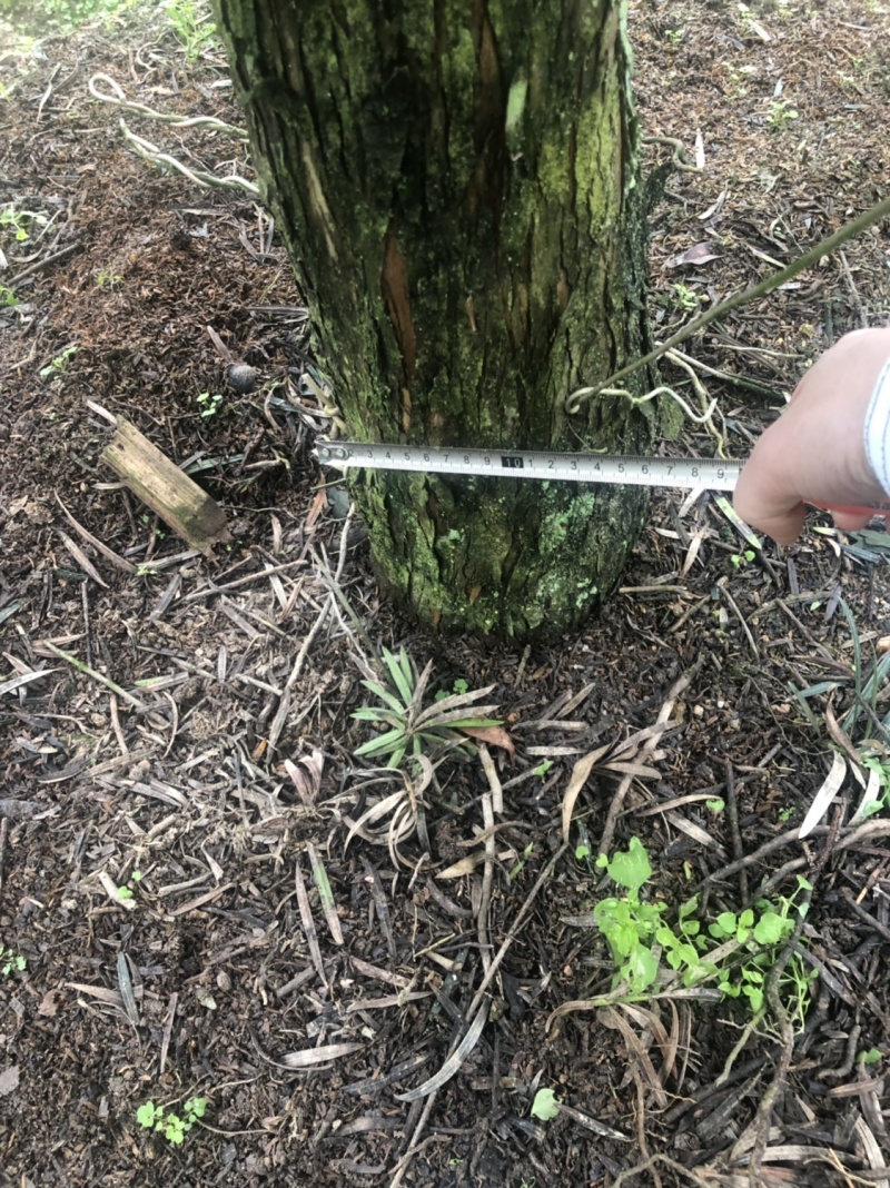 罗汉松盆景树桩花卉盆栽庭院绿植造型松树盆景