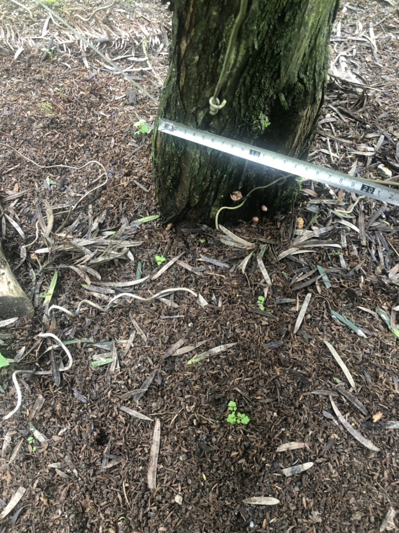 罗汉松盆景树桩花卉盆栽庭院绿植造型松树盆景
