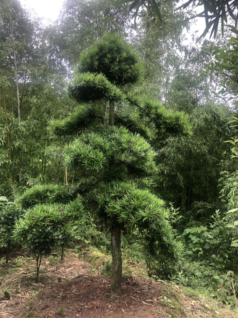 罗汉松盆景树桩花卉盆栽庭院绿植造型松树盆景
