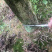 罗汉松盆景树桩花卉盆栽庭院绿植造型松树盆景