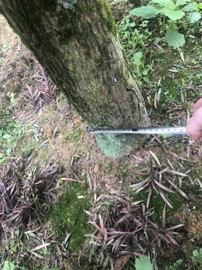 罗汉松盆景树桩花卉盆栽庭院绿植造型松树盆景
