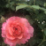 月季🌹花批发一件24棵，80棵发货