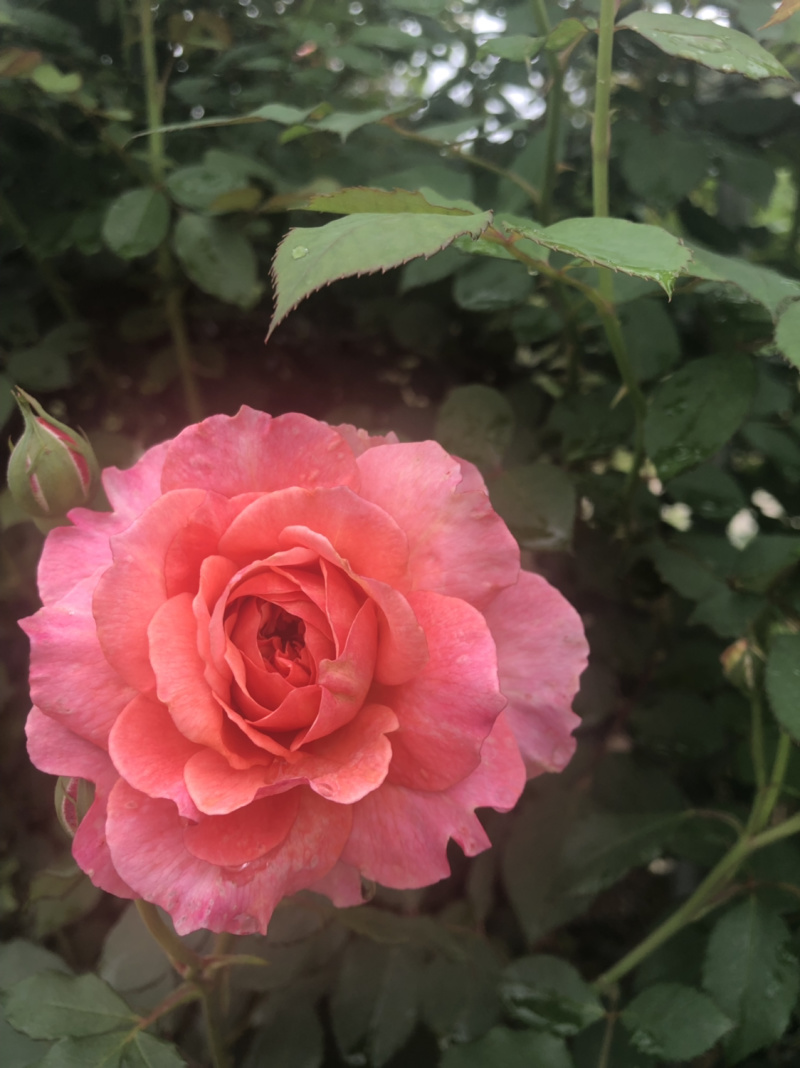 月季🌹花批发一件24棵，80棵发货