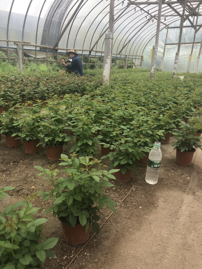 月季🌹花批发一件24棵，80棵发货