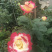 月季🌹花批发一件24棵，80棵发货