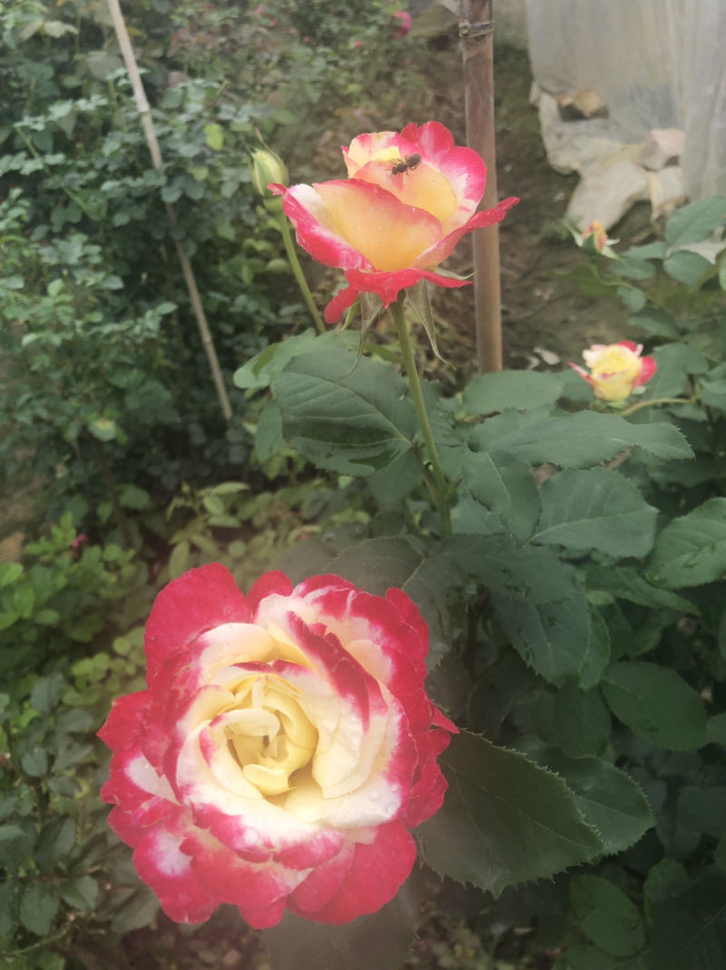 月季🌹花批发一件24棵，80棵发货