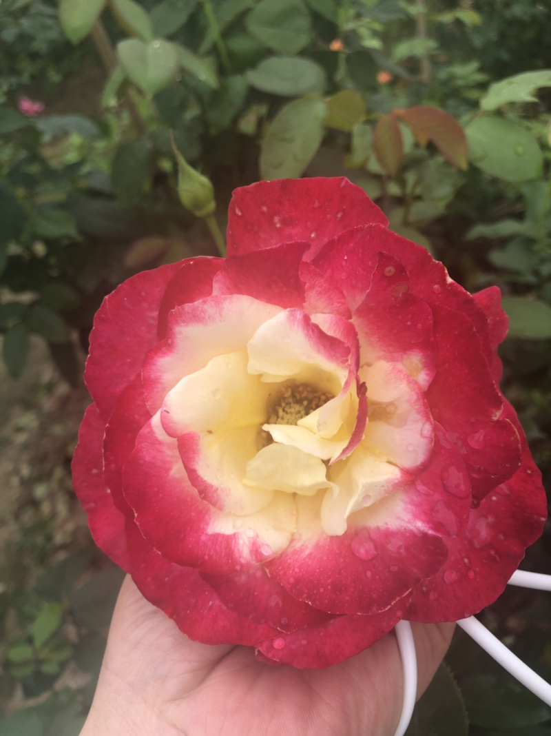 月季🌹花批发一件24棵，80棵发货
