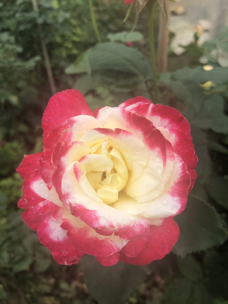 月季🌹花批发一件24棵，80棵发货