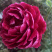 月季🌹花批发一件24棵，80棵发货