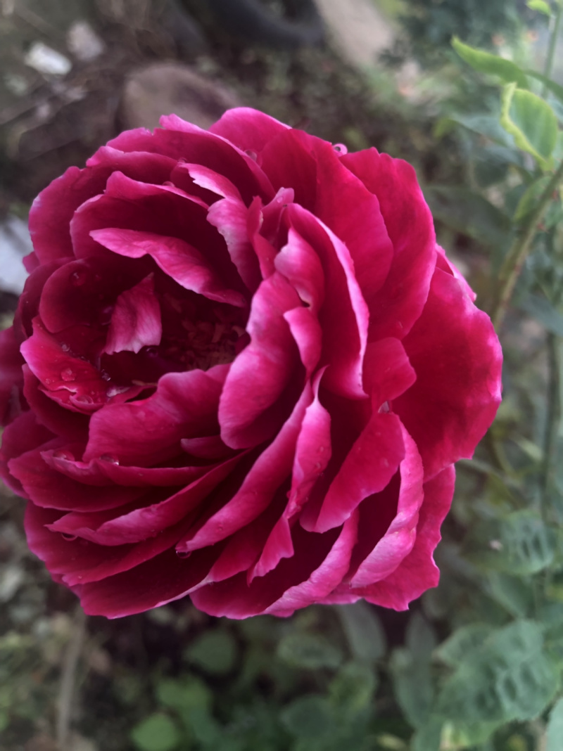 月季🌹花批发一件24棵，80棵发货