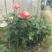 月季🌹花批发一件24棵，80棵发货