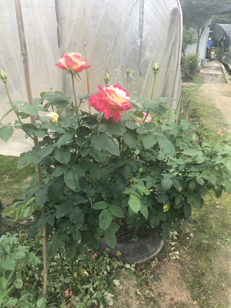 月季🌹花批发一件24棵，80棵发货