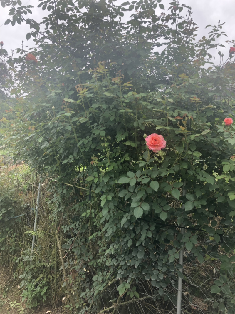 月季🌹花批发一件24棵，80棵发货