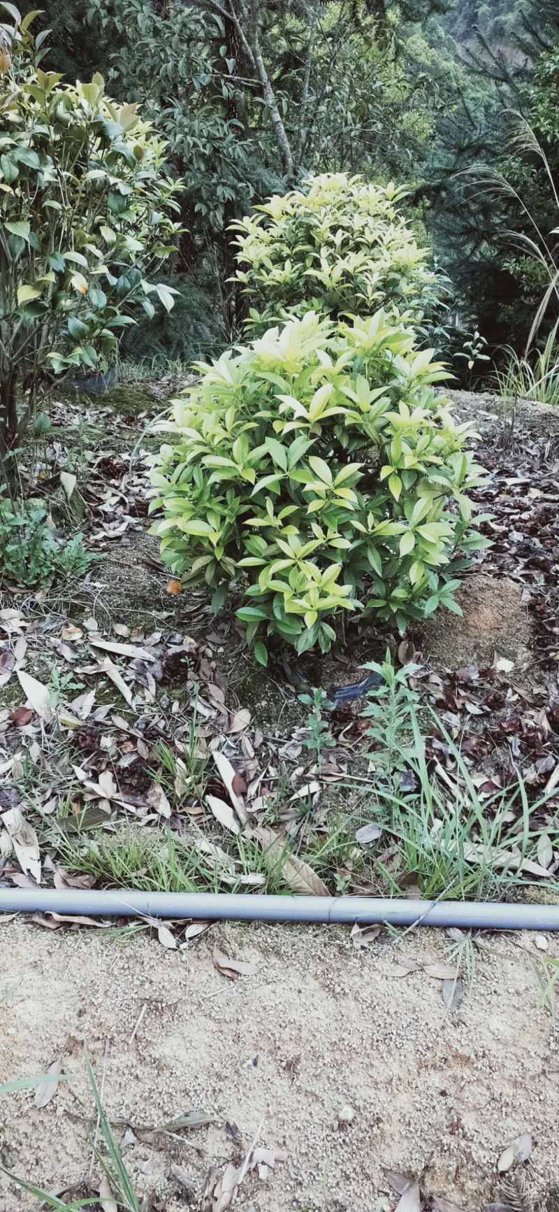 桂花金桂三百棵左右高120左右袋苗