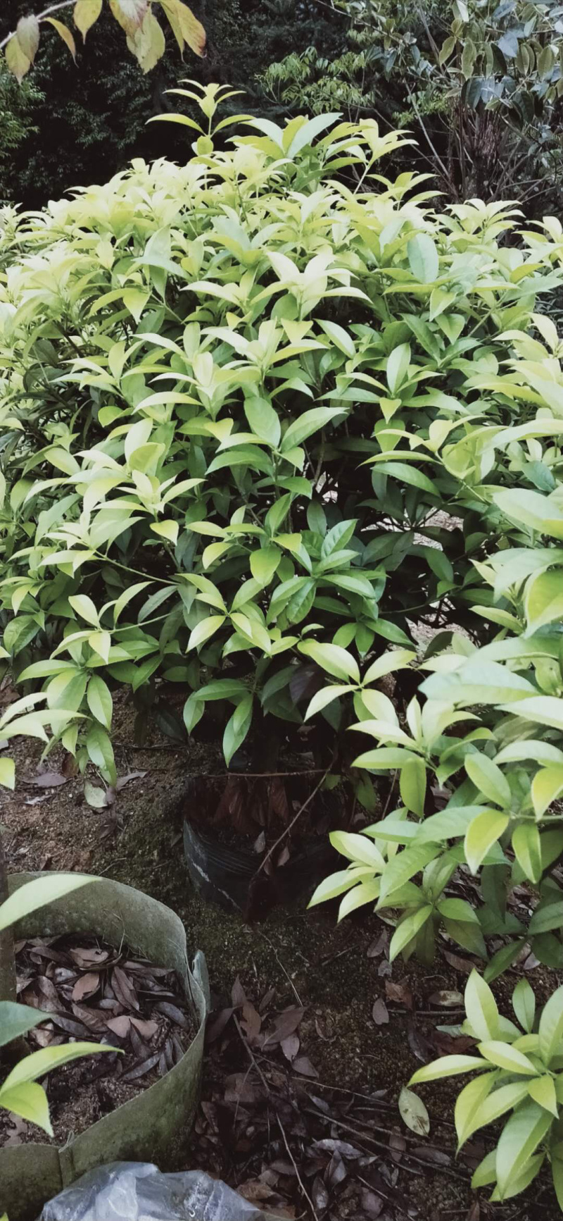 桂花金桂三百棵左右高120左右袋苗