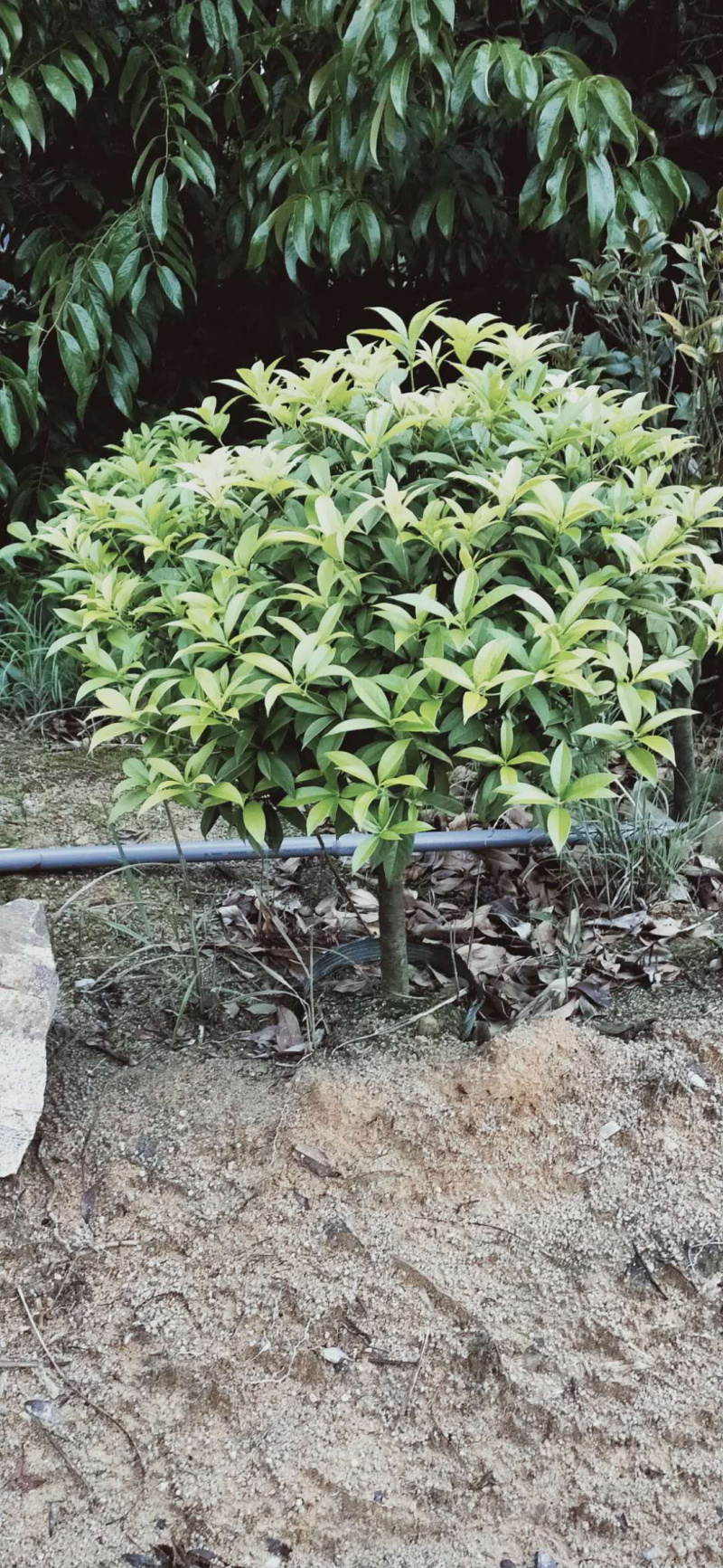 桂花金桂三百棵左右高120左右袋苗