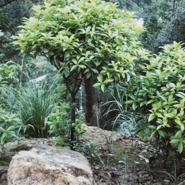 桂花金桂三百棵左右高120左右袋苗