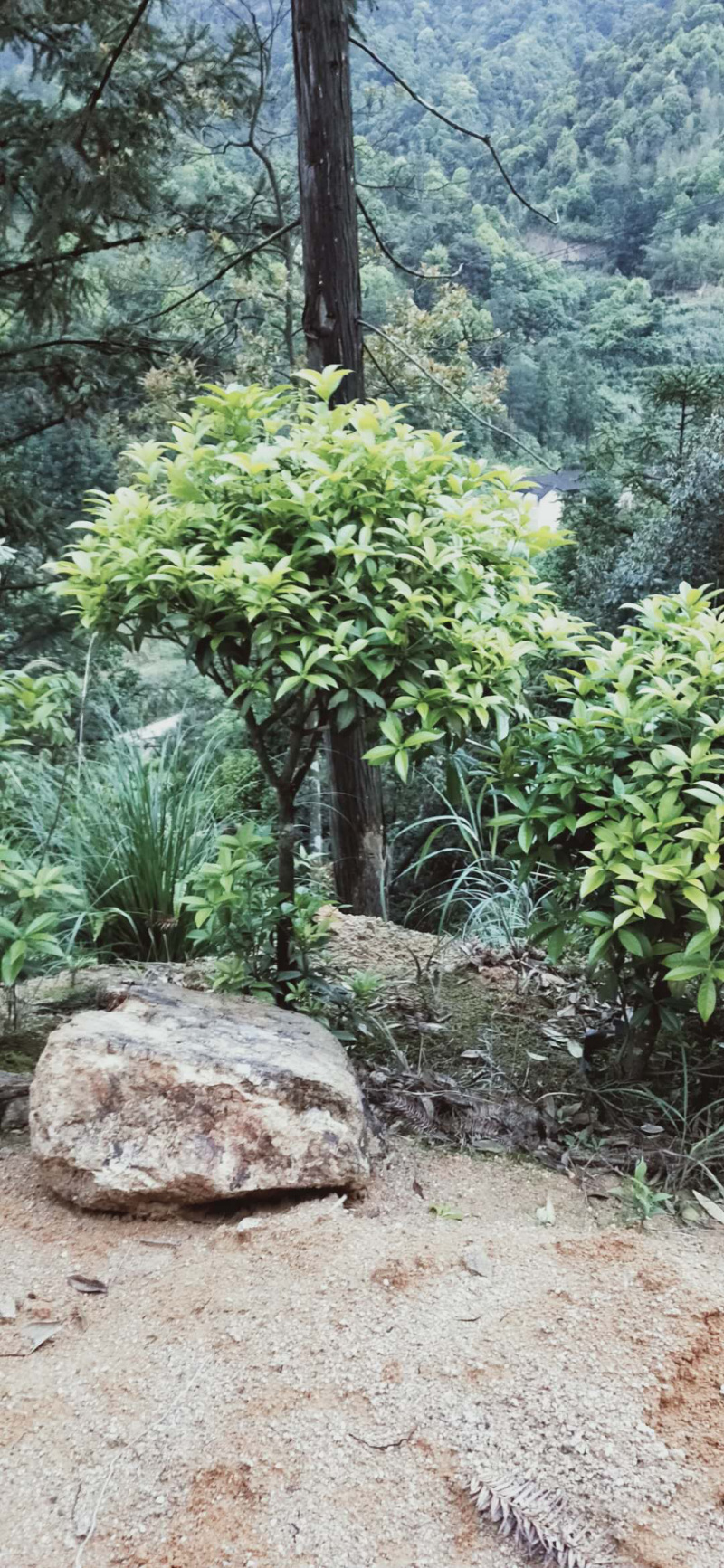 桂花金桂三百棵左右高120左右袋苗