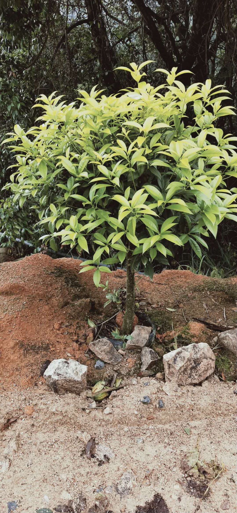 桂花金桂三百棵左右高120左右袋苗