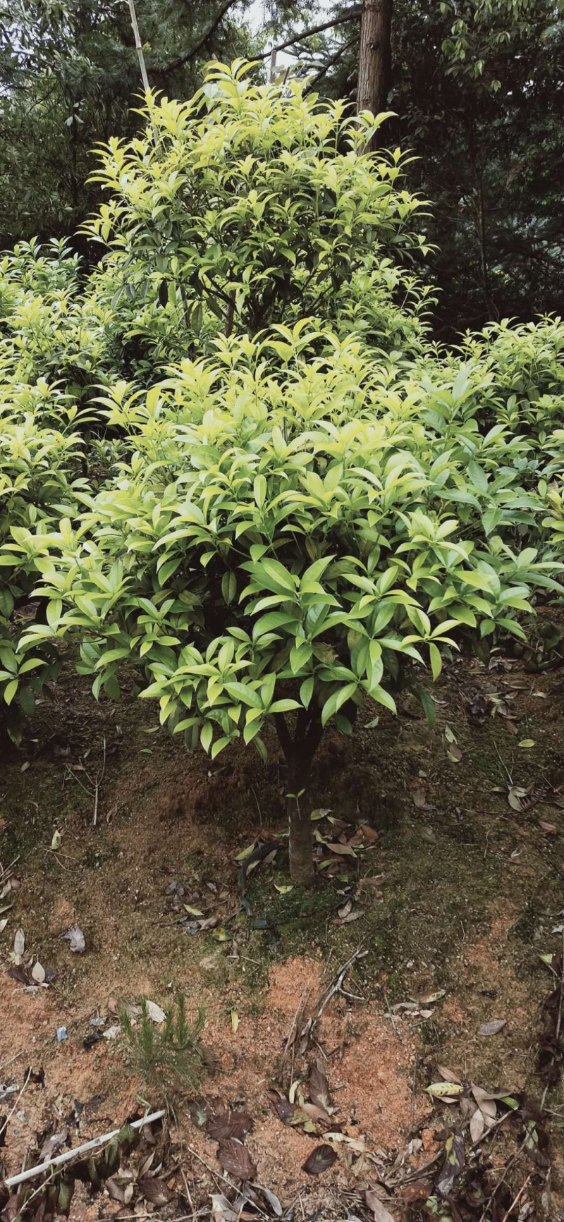 桂花金桂三百棵左右高120左右袋苗