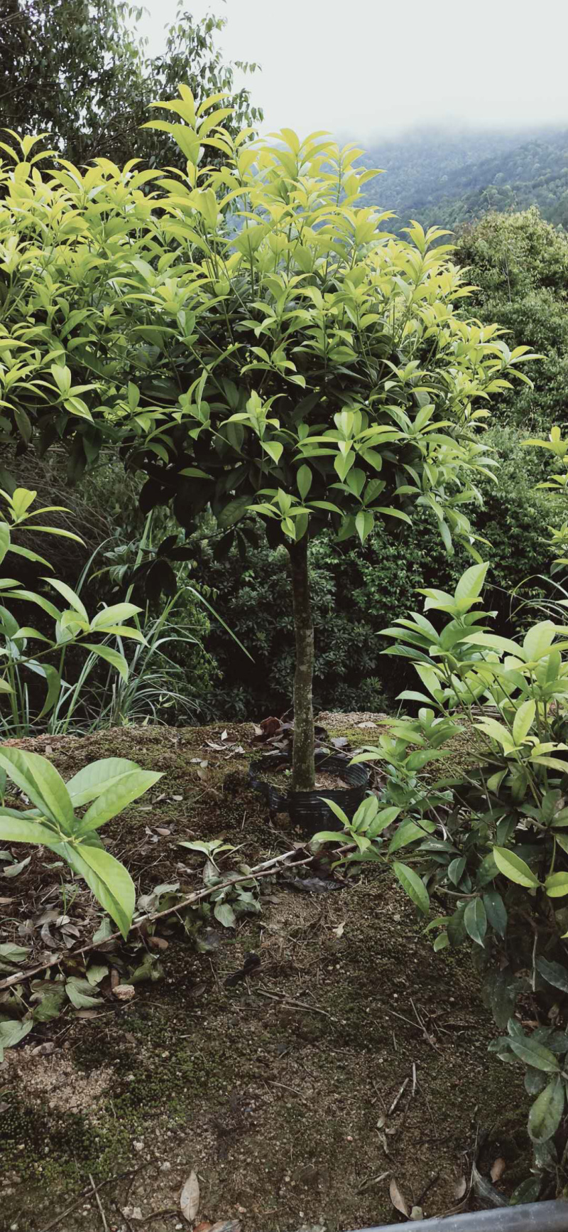 桂花金桂三百棵左右高120左右袋苗