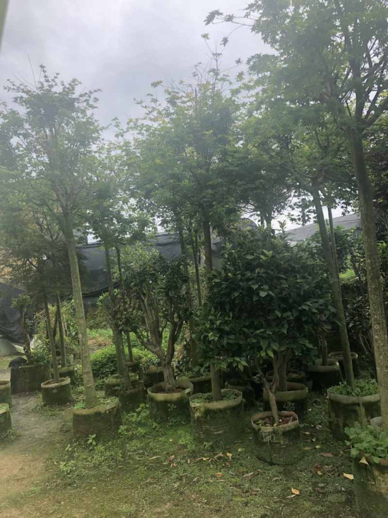 枫叶枫树🍁量不多有需要全部走庭院绿植盆栽植物花卉