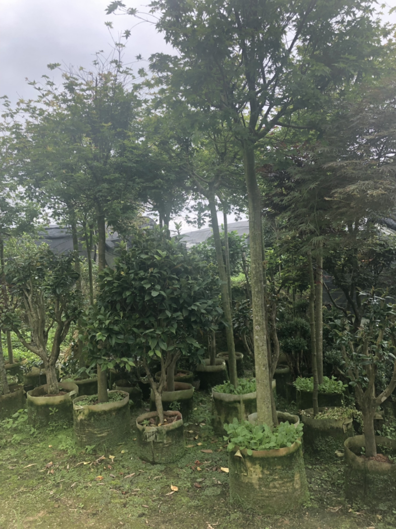 枫叶枫树🍁量不多有需要全部走庭院绿植盆栽植物花卉