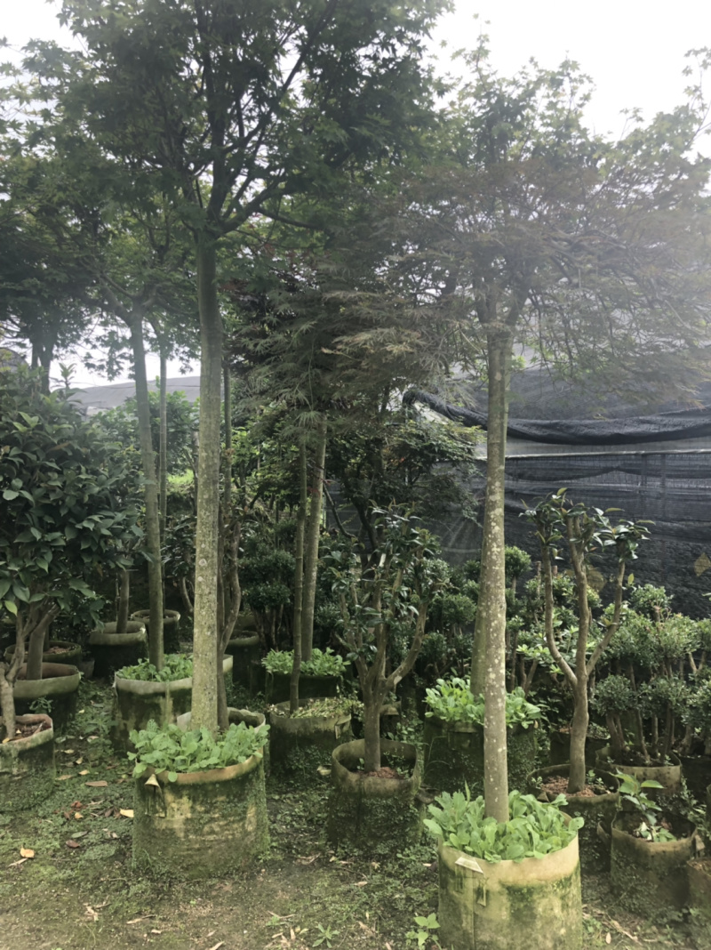 枫叶枫树🍁量不多有需要全部走庭院绿植盆栽植物花卉