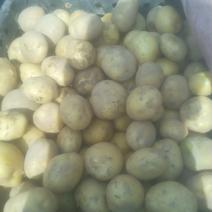 沃土土豆1~3两通货