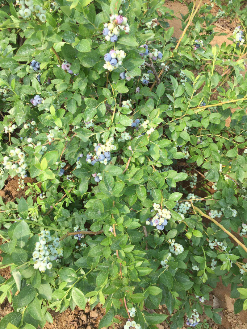 山东蓝莓大量上市，