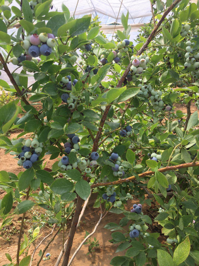 山东蓝莓大量上市，