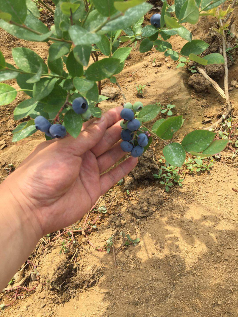 山东蓝莓大量上市，