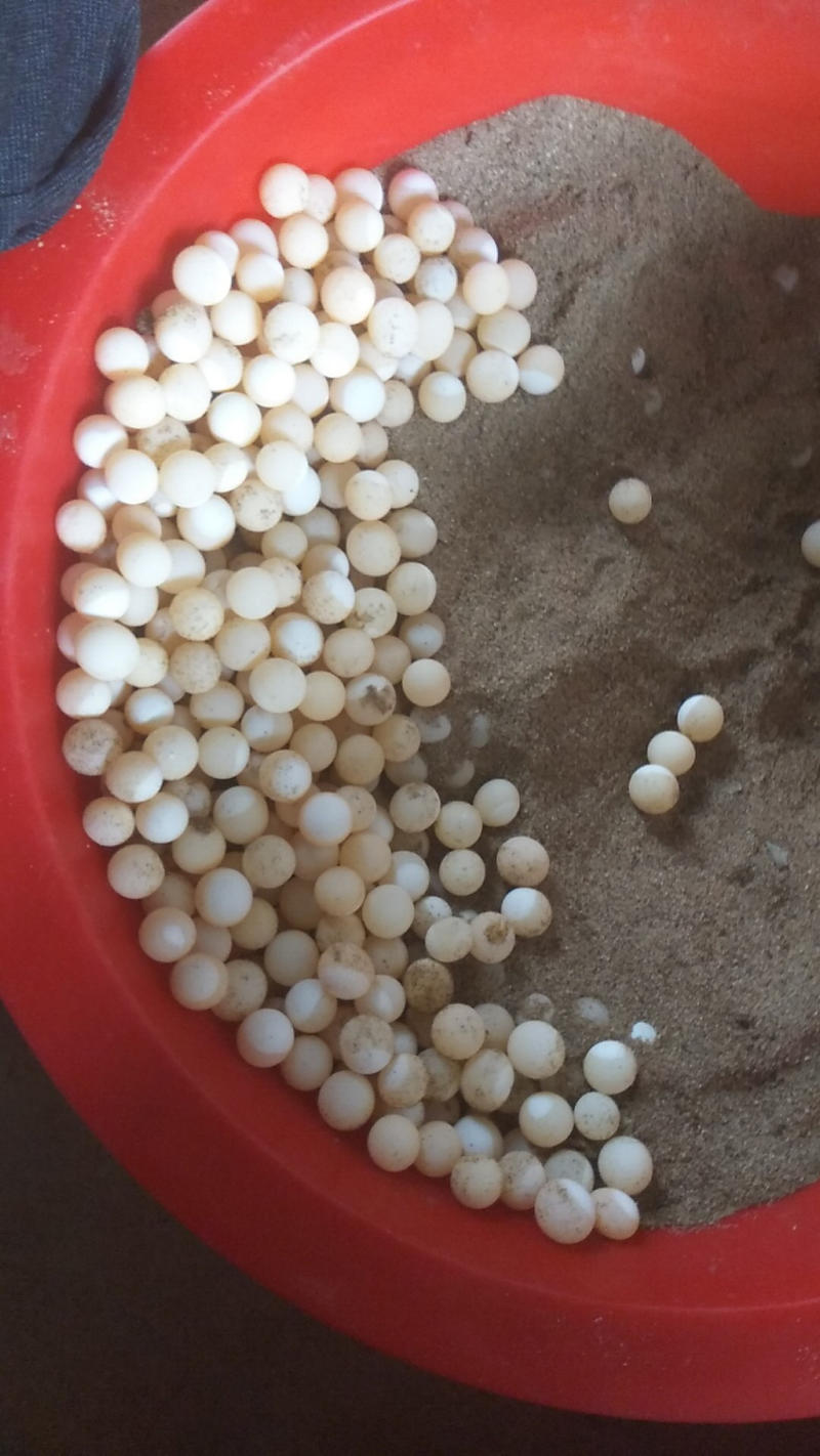 中期受精甲鱼蛋出壳率高好孵化