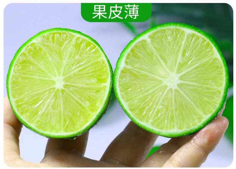 海南青柠檬新鲜包邮5斤装电商代办