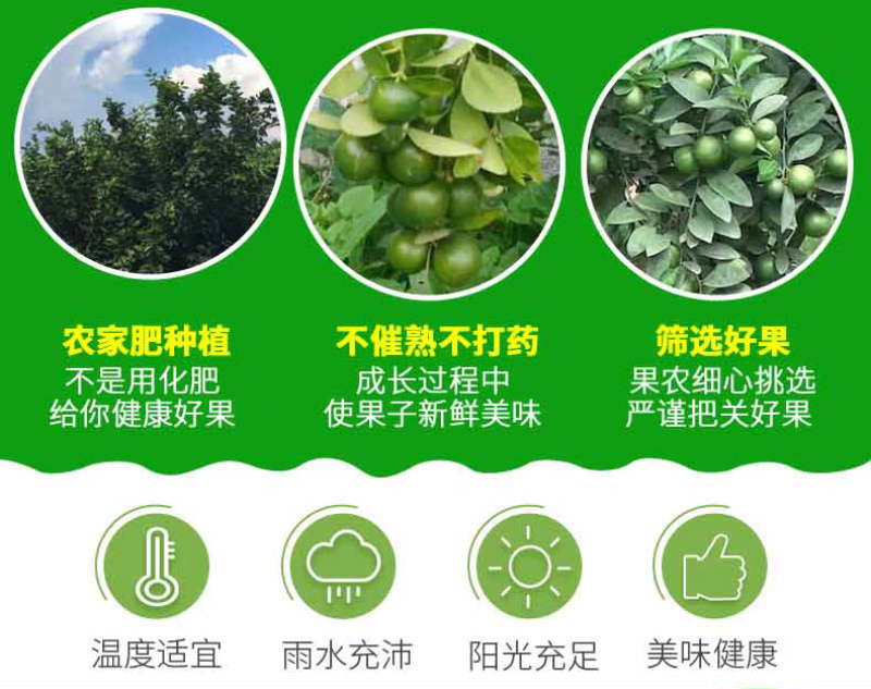 海南青柠檬新鲜包邮5斤装电商代办