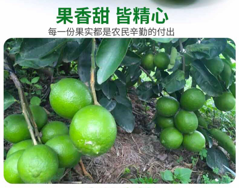 海南青柠檬新鲜包邮5斤装电商代办